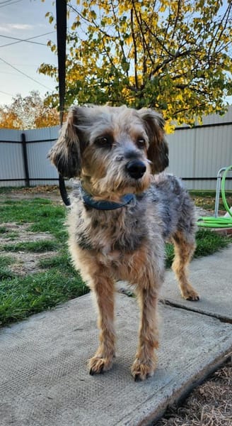 Charmanter Benji in 25436 Tornesch