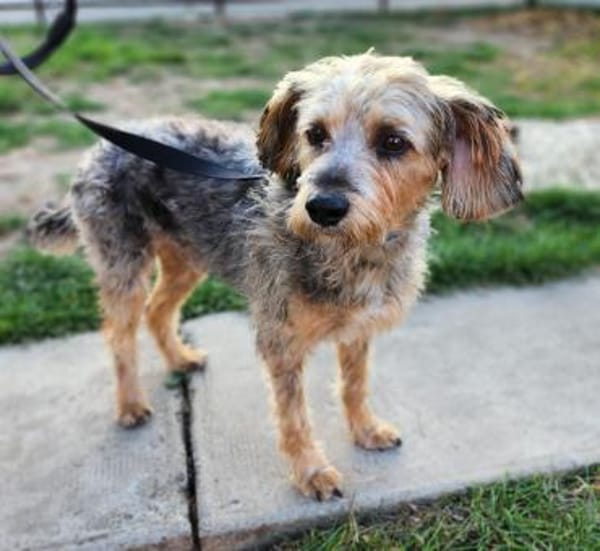 Charmanter Benji in 25436 Tornesch