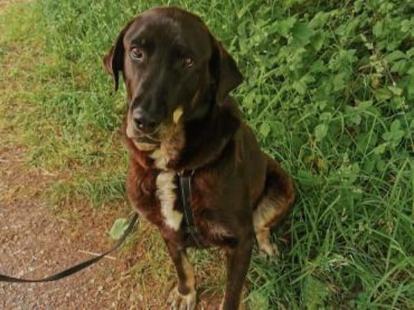 ZOE die große, sanftmütige Schönheit