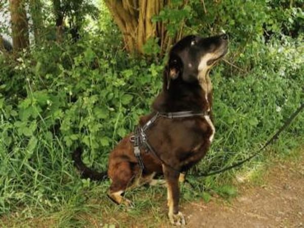 ZOE die große, sanftmütige Schönheit