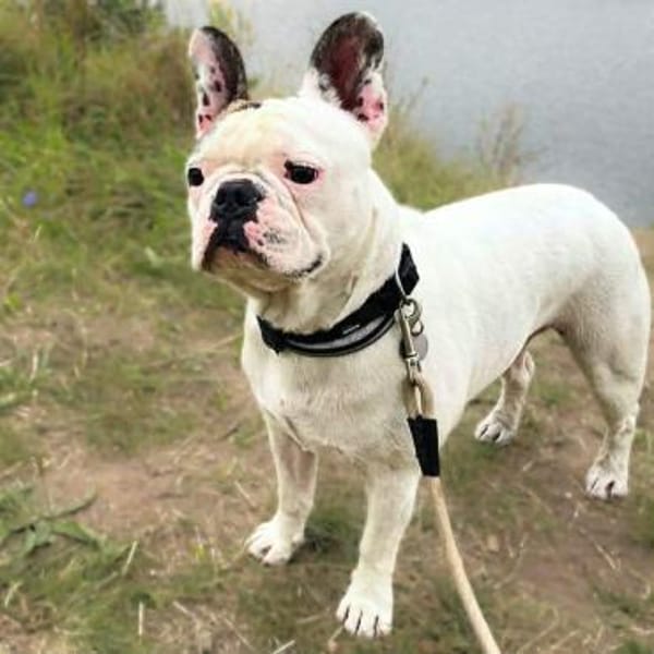 Leo - ist kontaktfreudig&verspielt