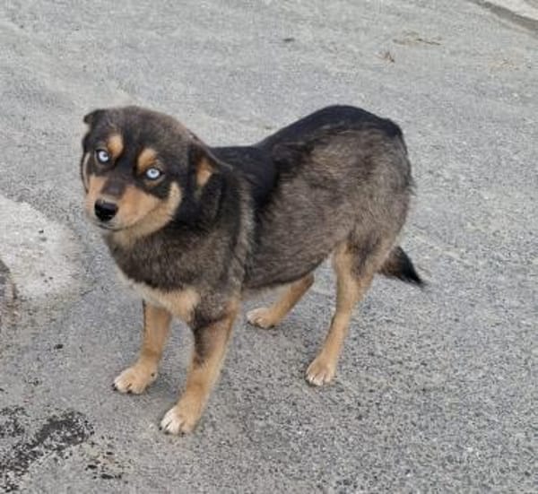 Kali - bald auf PS in Kempten