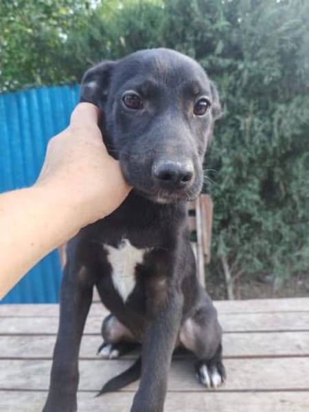 Beni, Zartes Herzchen, 10M 40878