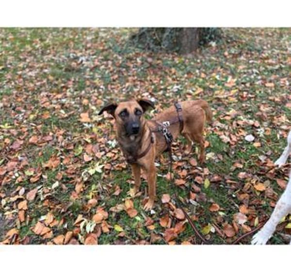 Lilou, stubenreine Herzenshündin, 2J