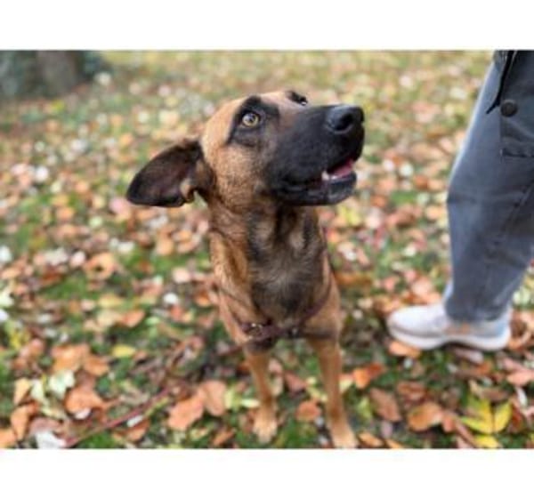 Lilou, stubenreine Herzenshündin, 2J