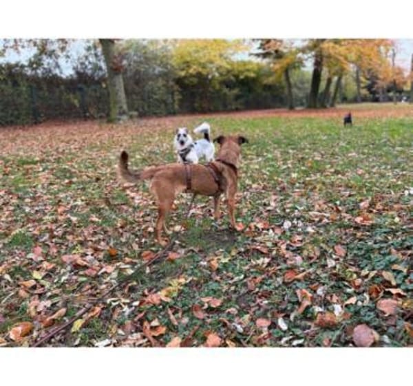 Lilou, stubenreine Herzenshündin, 2J