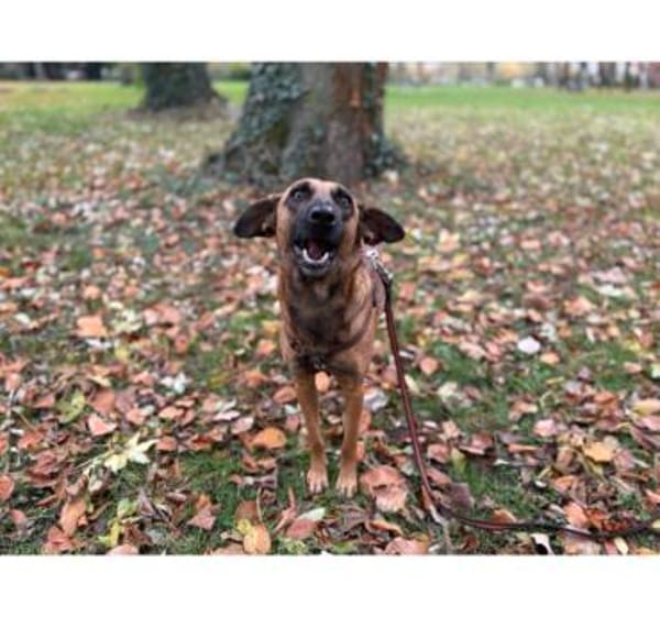 Lilou, stubenreine Herzenshündin, 2J