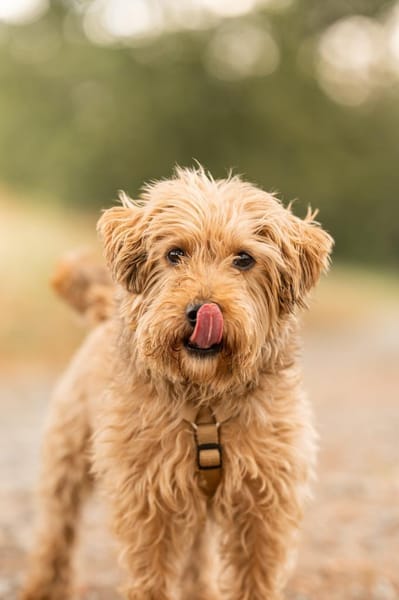Sami will endlich ankommen!