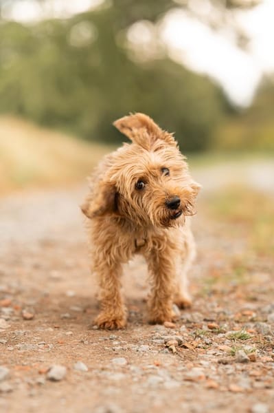 Sami will endlich ankommen!