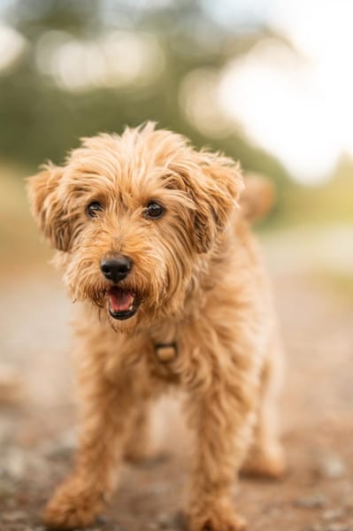 Sami will endlich ankommen!