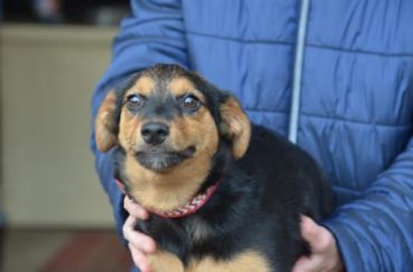 Fröhlicher Domi in 47829 Krefeld