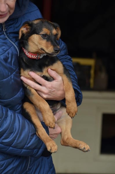 Fröhlicher Domi in 47829 Krefeld