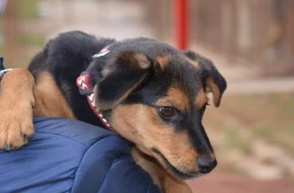 Fröhlicher Domi in 47829 Krefeld