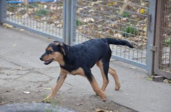 Fröhlicher Domi in 47829 Krefeld