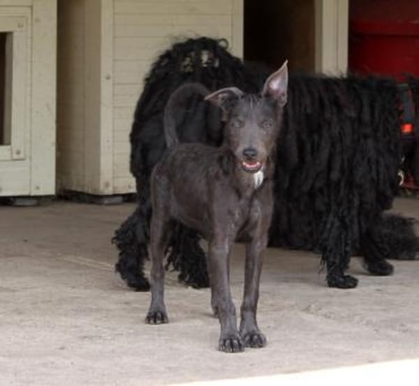 Schöne Szari in 59071 Hamm