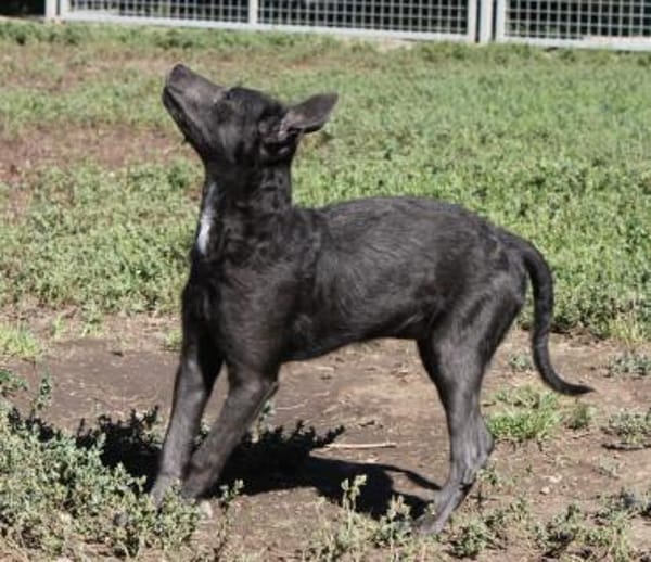 Schöne Szari in 59071 Hamm