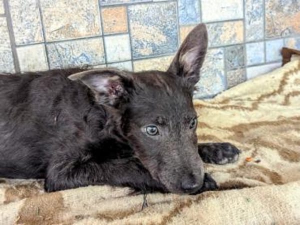 Schöne Szari in 59071 Hamm