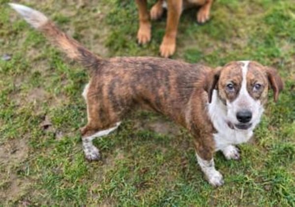 Zauberhafter BETUSCH