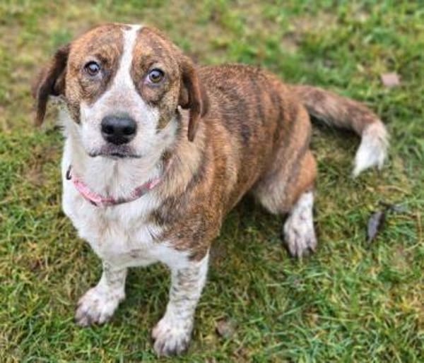 Zauberhafter BETUSCH