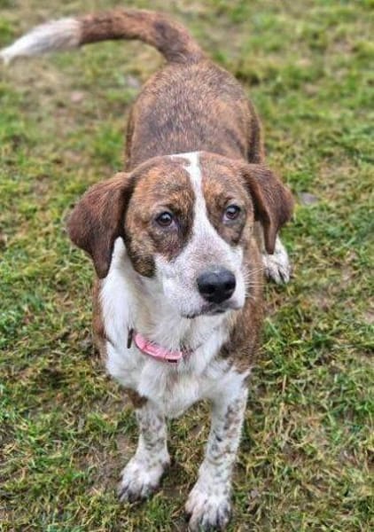 Zauberhafter BETUSCH