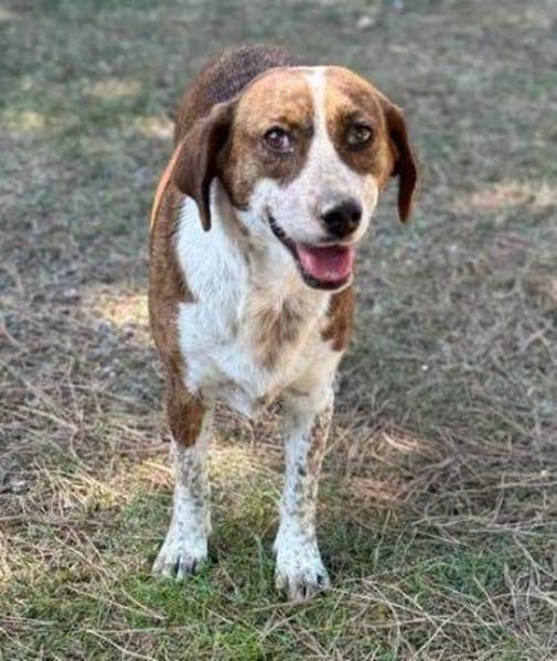 Zauberhafter BETUSCH