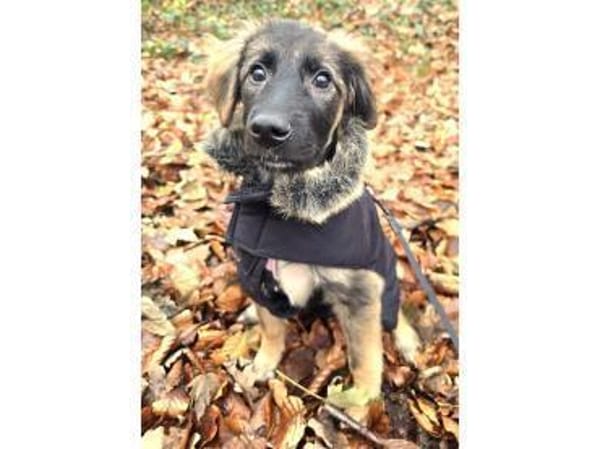 Roslyn - wartet in 32657 Lemgo