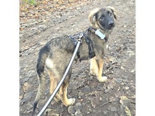 Roslyn - wartet in 32657 Lemgo