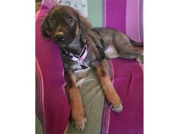 Roslyn - wartet in 32657 Lemgo