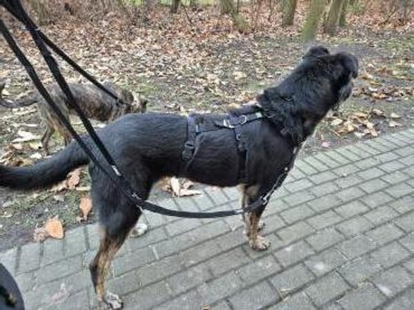 Sanfter Riese T.C mit Kuschelgarantie