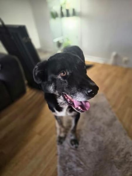 Sanfter Riese T.C mit Kuschelgarantie