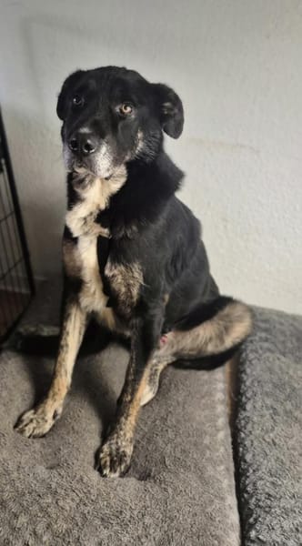 Sanfter Riese T.C mit Kuschelgarantie