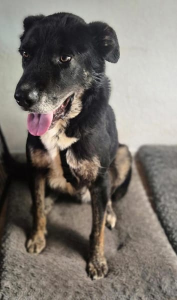 Sanfter Riese T.C mit Kuschelgarantie