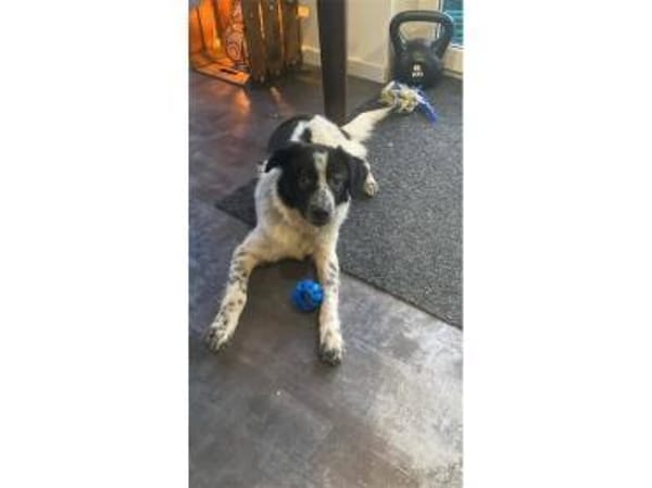 Gibby - wartet in 07381 Pößneck