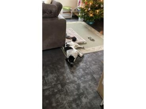 Gibby - wartet in 07381 Pößneck