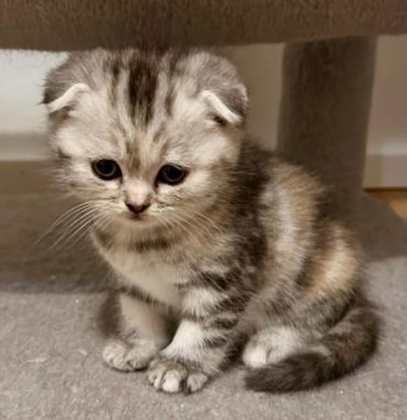 5 BKHScottish Fold Mix Kitten