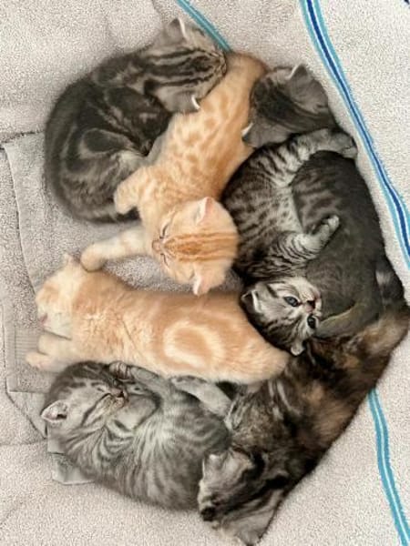 5 BKHScottish Fold Mix Kitten