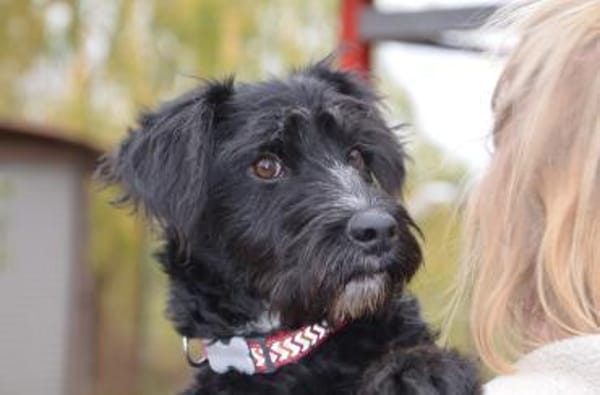 Lieber Bringa in 45134 Essen