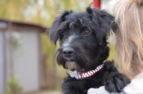 Lieber Bringa in 45134 Essen