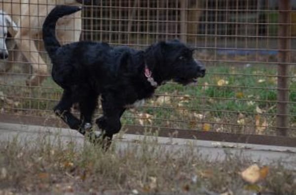 Lieber Bringa in 45134 Essen