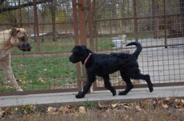 Lieber Bringa in 45134 Essen