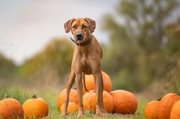 Zuhause gesucht für Schröder