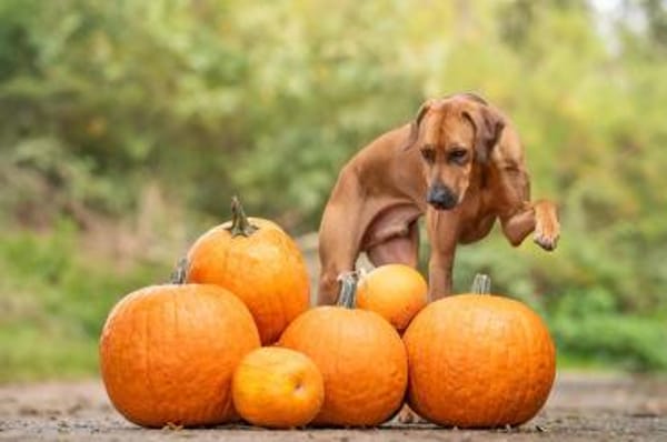Zuhause gesucht für Schröder