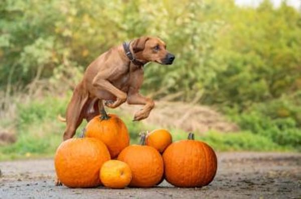 Zuhause gesucht für Schröder