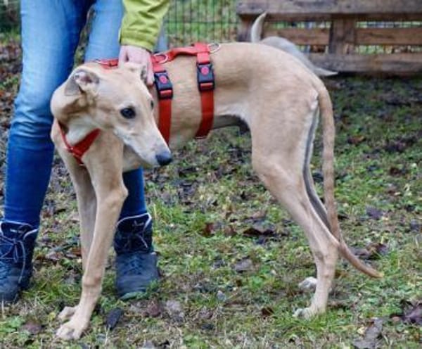 Simba, sehr verspielt, neugierig, offen