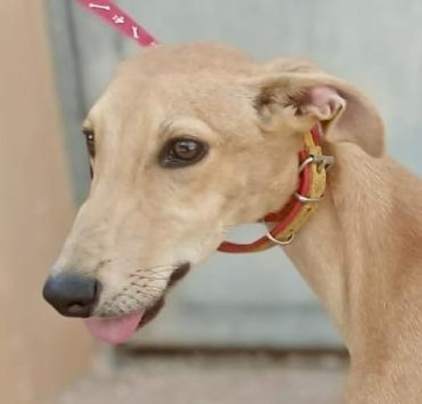 Simba, sehr verspielt, neugierig, offen