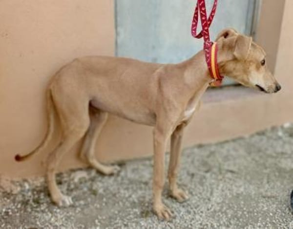 Simba, sehr verspielt, neugierig, offen