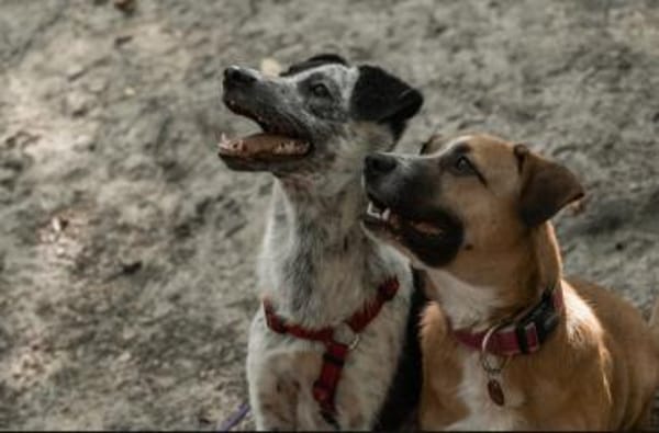 Sasuke der kleine Jungrüde