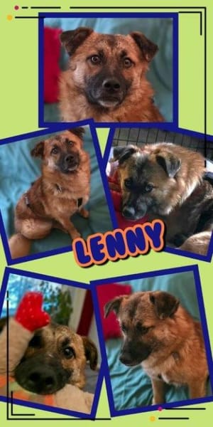 lieber Rüde Lenny auf Pflegestelle