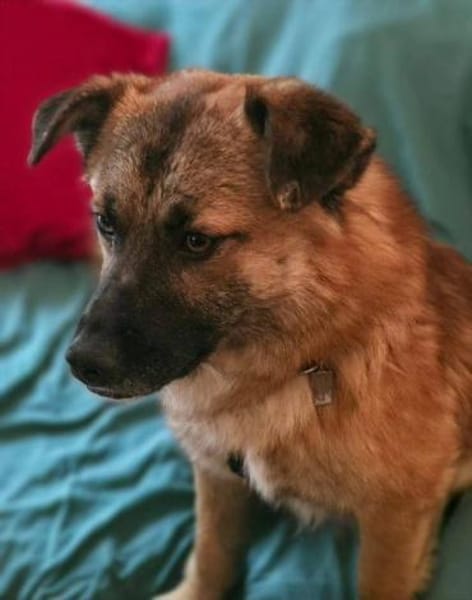 lieber Rüde Lenny auf Pflegestelle