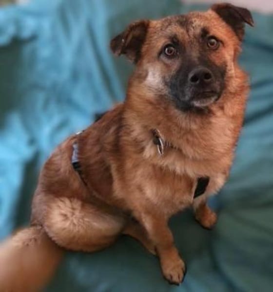 lieber Rüde Lenny auf Pflegestelle